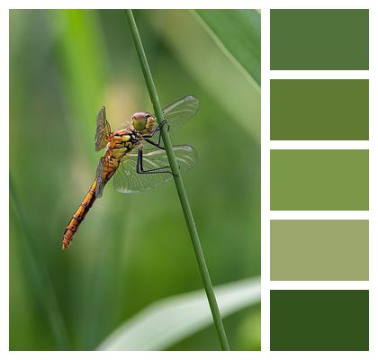 Plant Insect Common Darter Dragonfly Image